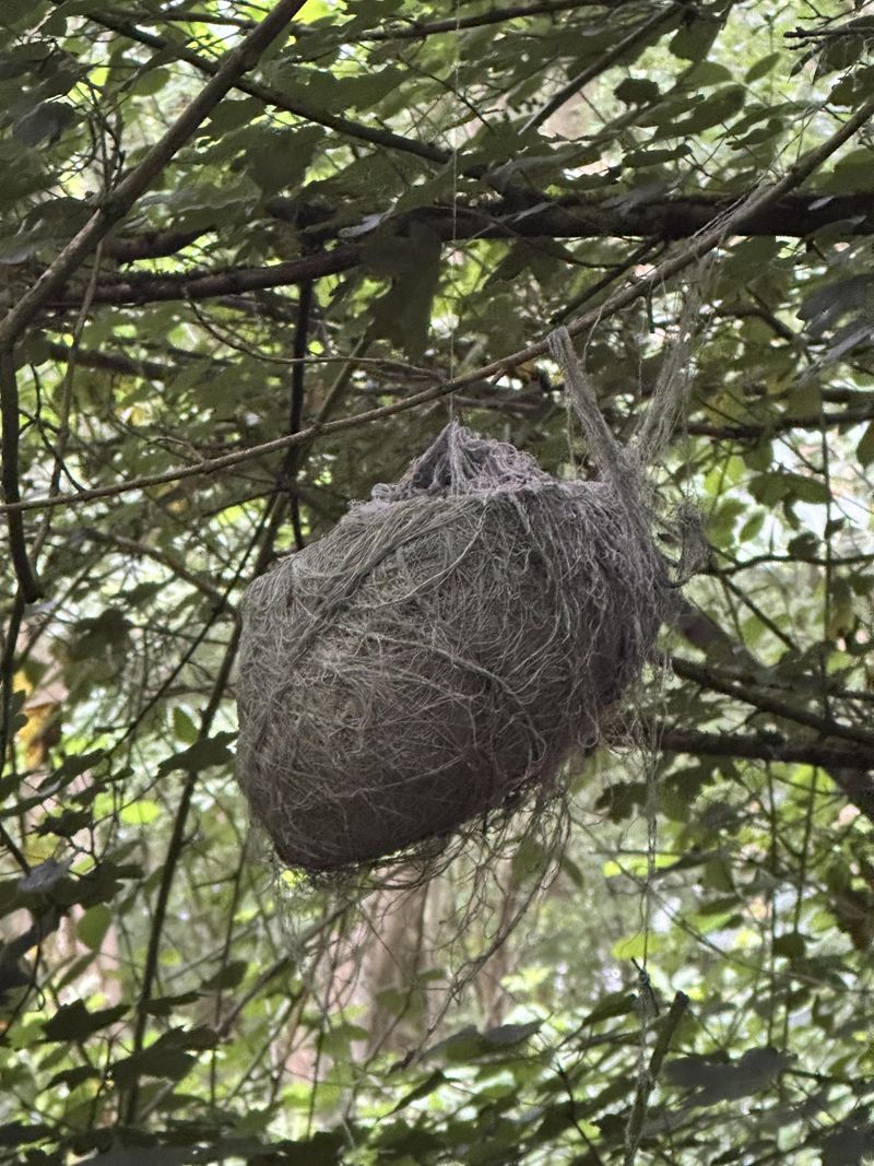 Bird Nests From Larger Species