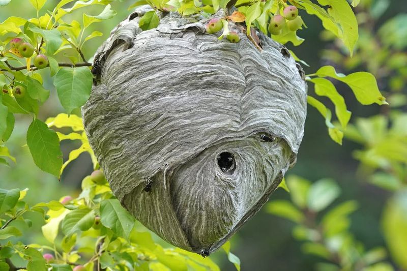 Bald-Faced Hornet Nests