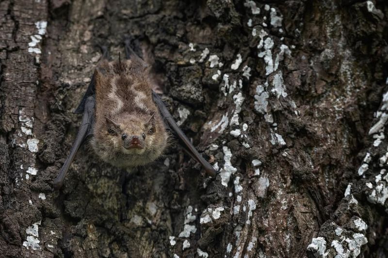 Roosting Bats Bundle Together For Warmth