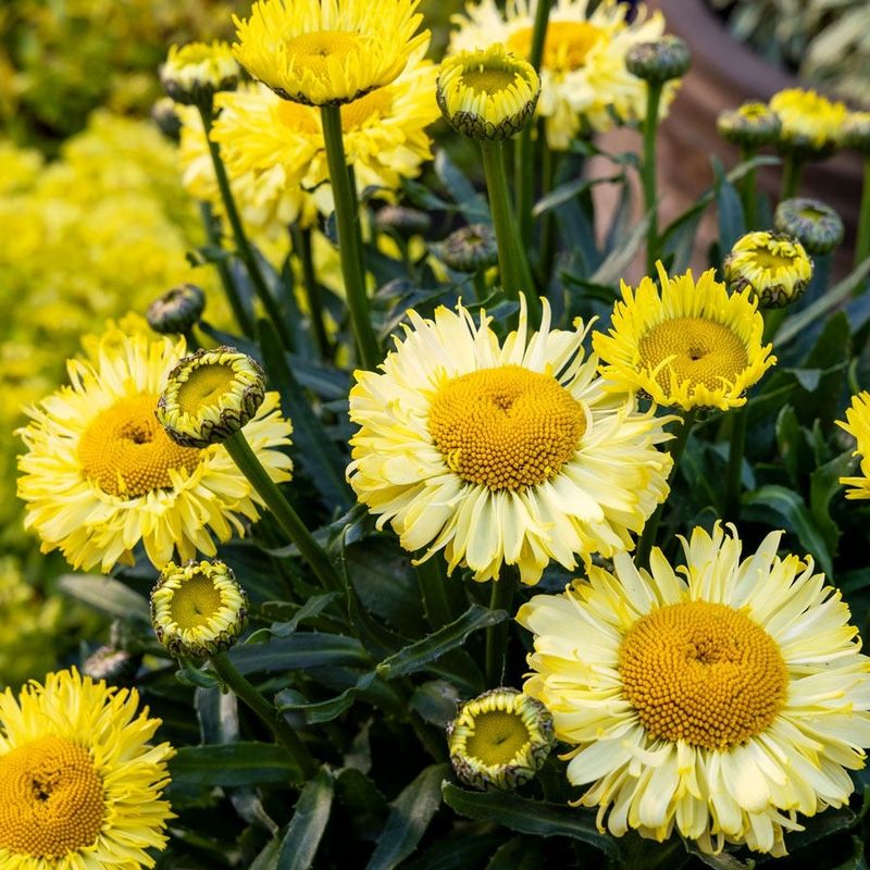 Extended Blooming Season Delights