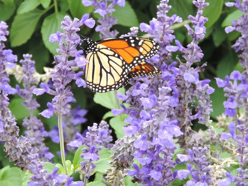 Attracts Helpful Pollinators