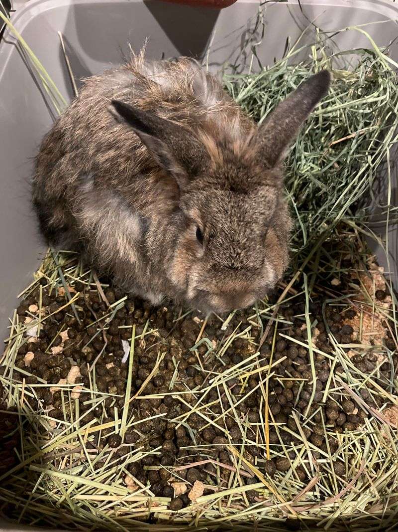 Manure From Herbivores Like Chickens Or Rabbits