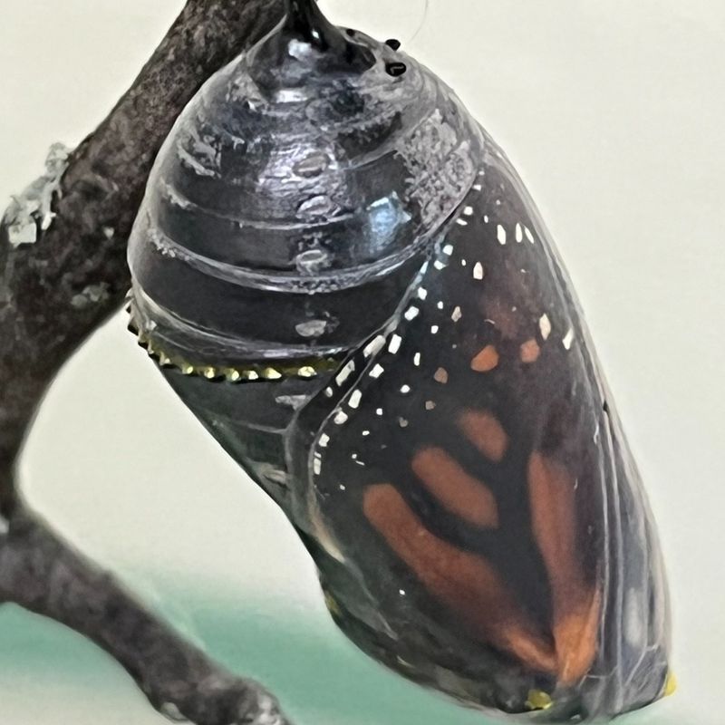 Monarch Butterfly Chrysalis