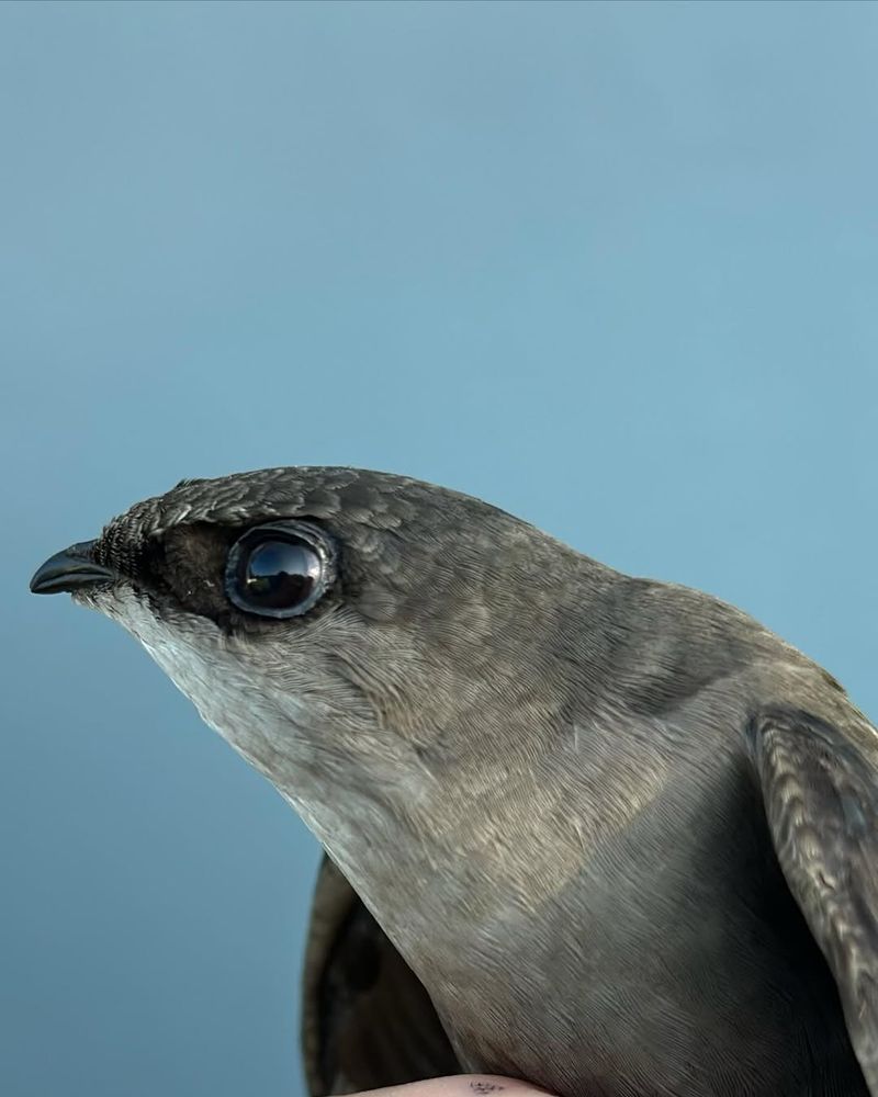Chimney Swift