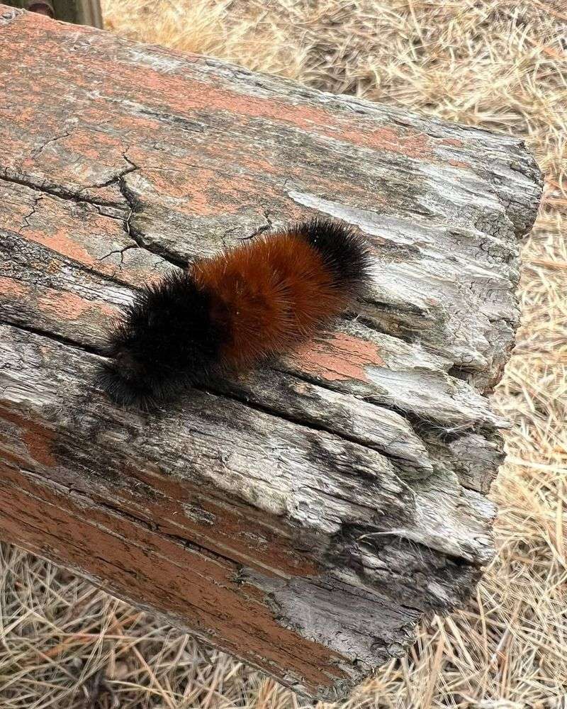 Woolly Bear Caterpillars: Future Arctic Moths