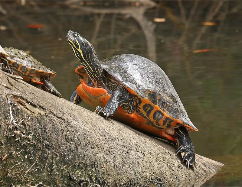 Alabama Red-Bellied Turtle