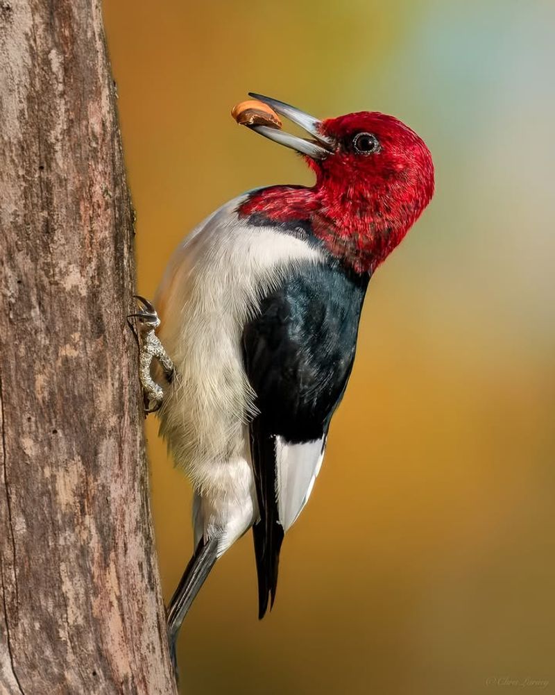 Red-Headed Woodpecker