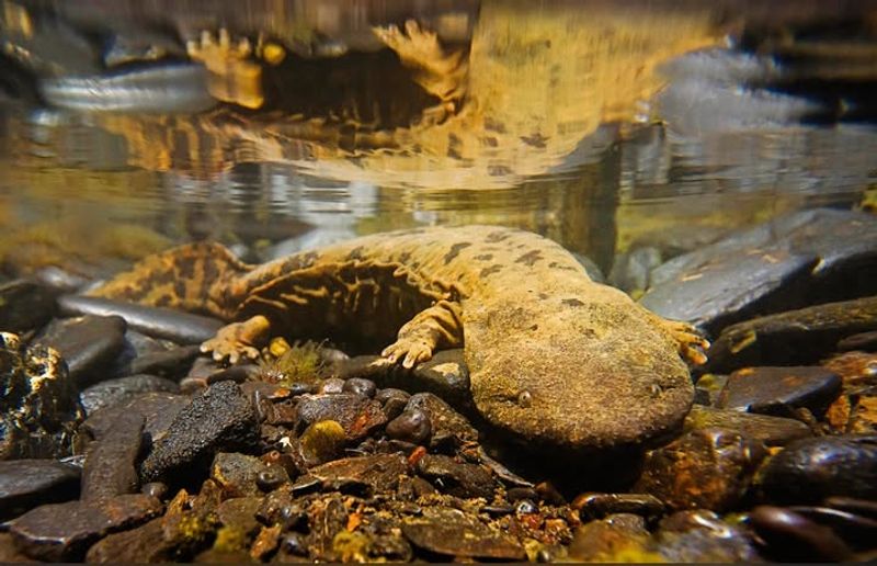 Eastern Hellbender