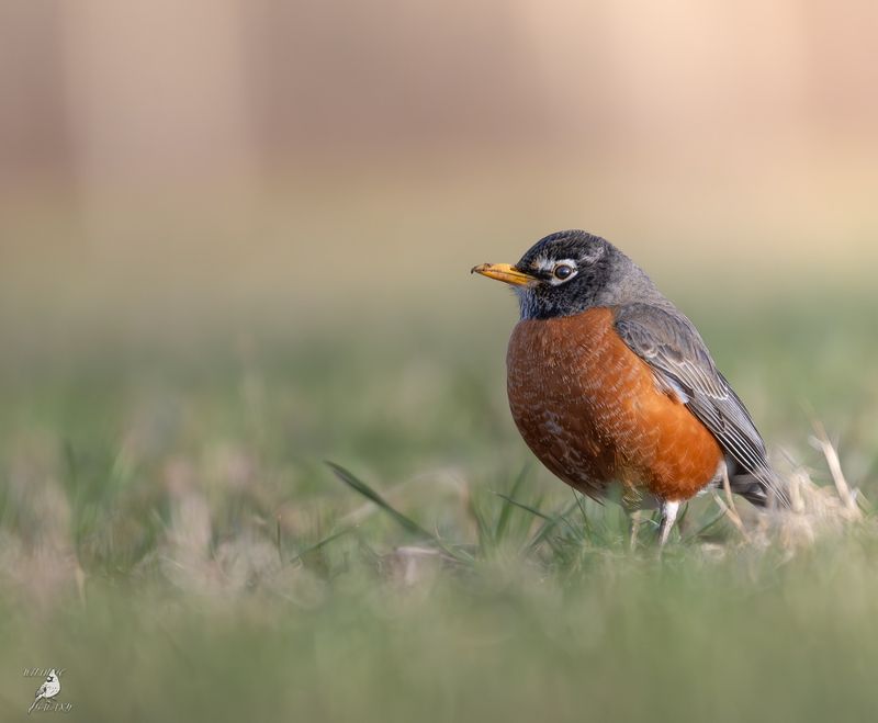 American Robin