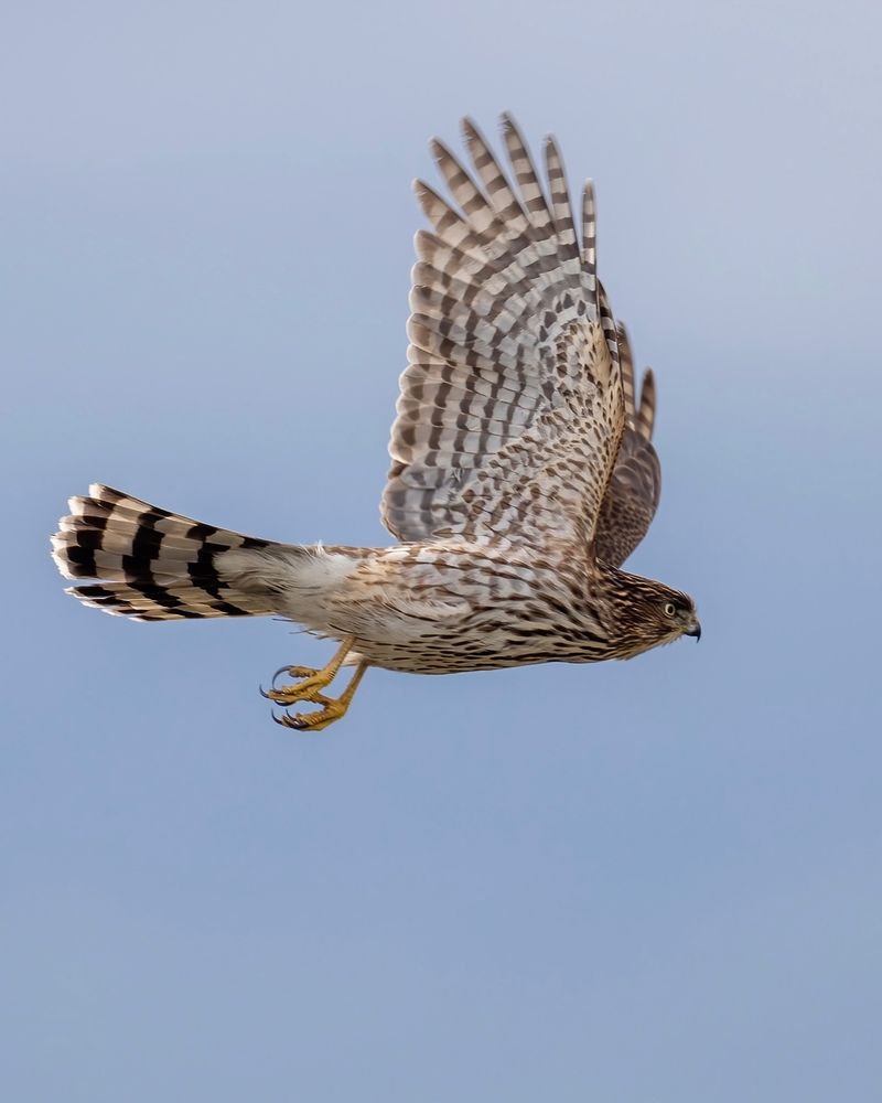 Cooper's Hawks