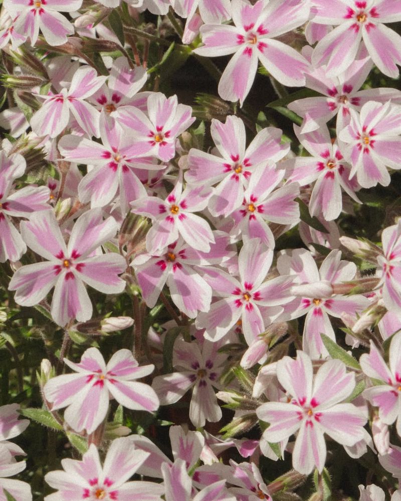 Moss Phlox 'Candy Stripe'