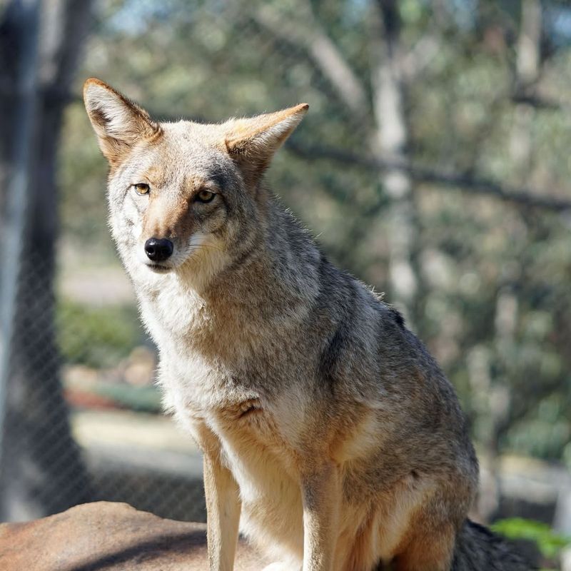 Coyotes