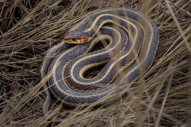 Common Garter Snakes: Alaska's Rare Reptiles