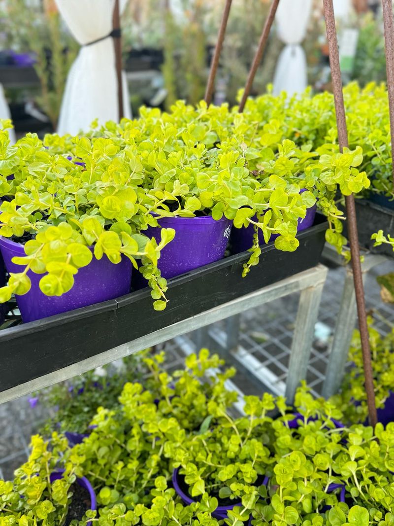 Creeping Jenny