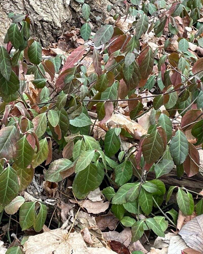 Purple Wintercreeper