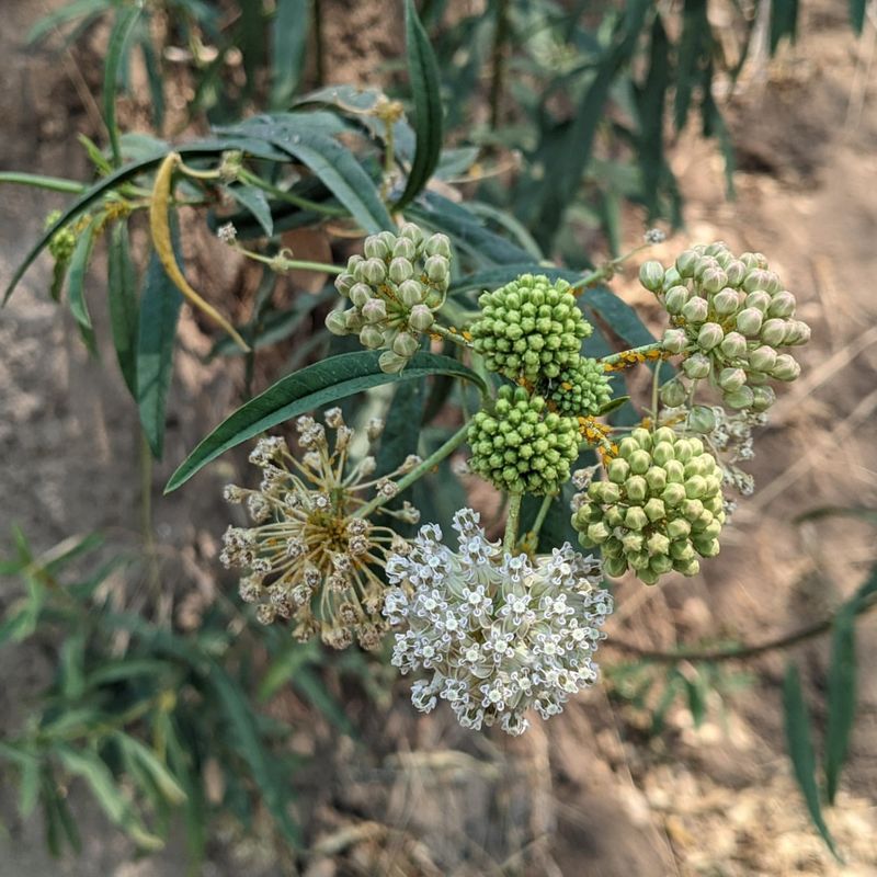 Mexican Whorled Milkweed