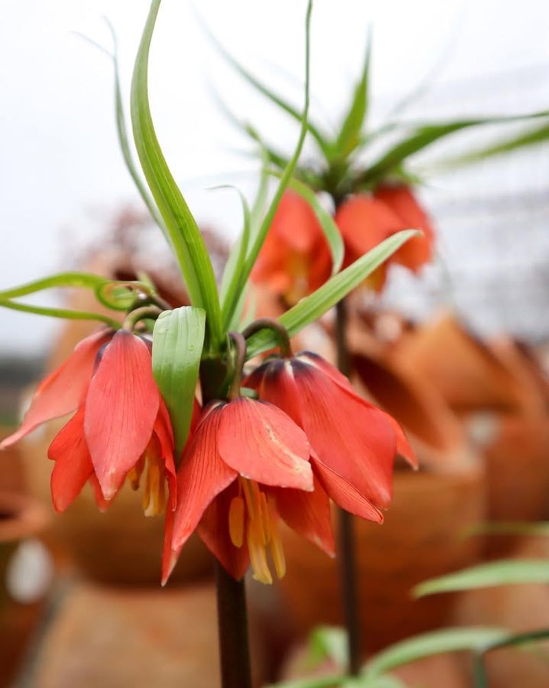 Crown Imperial: Regal Rat Deterrent