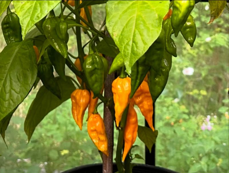 Prolific Hot Peppers