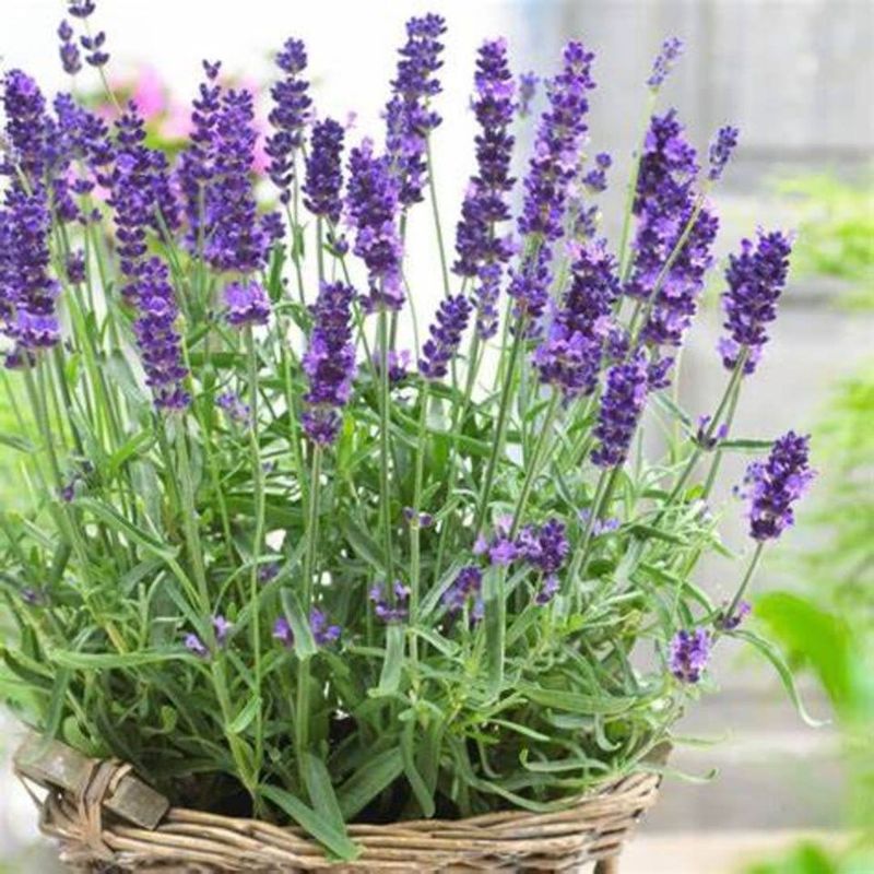 Attracts Beneficial Insects While Deterring Spiders