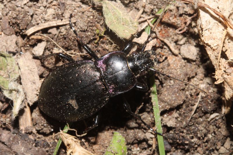 Chemical-Free Pest Management