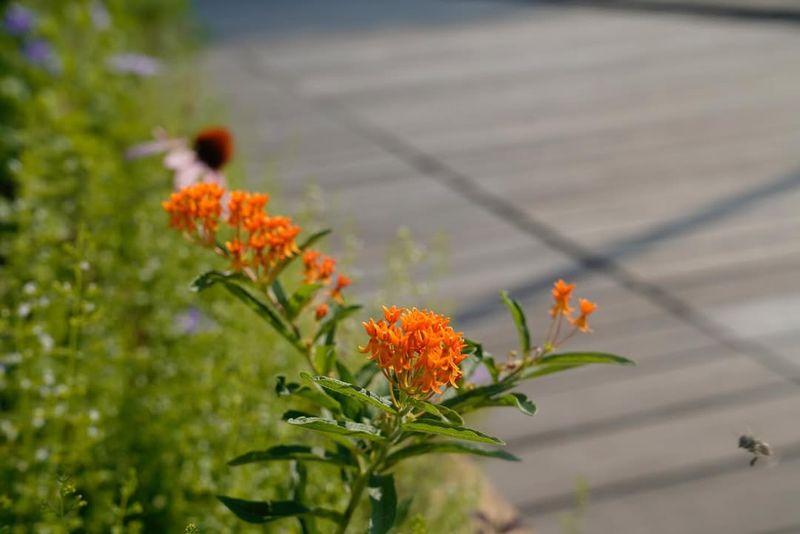 Supports Complete Butterfly Life Cycle