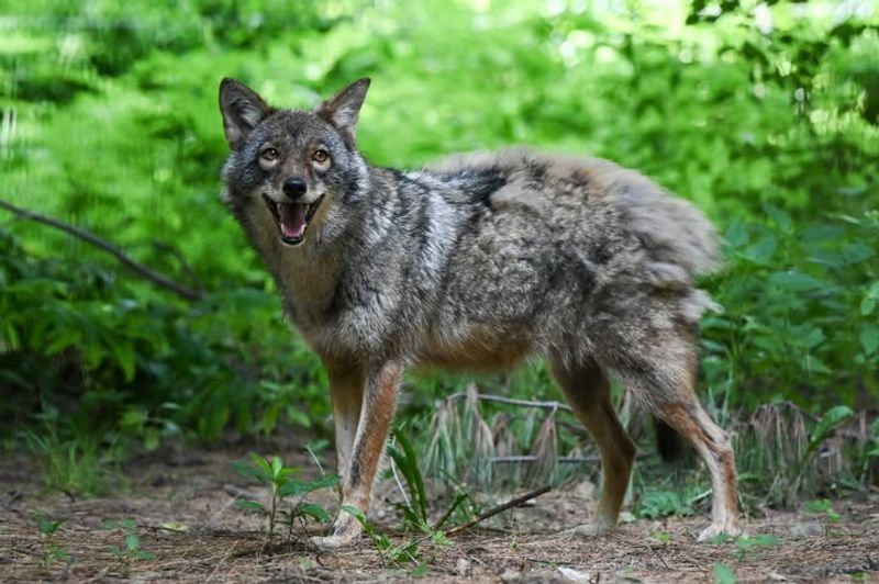 Throw Objects Near (Not At) The Coyote