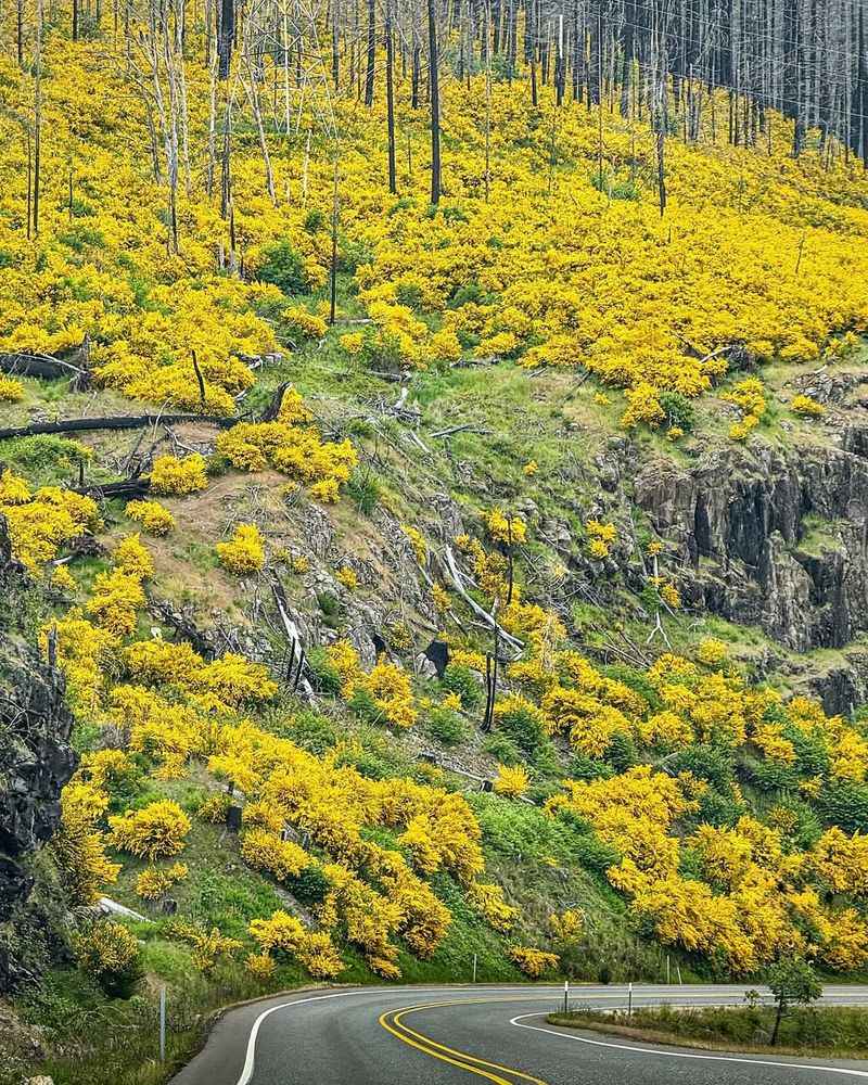 Scotch Broom