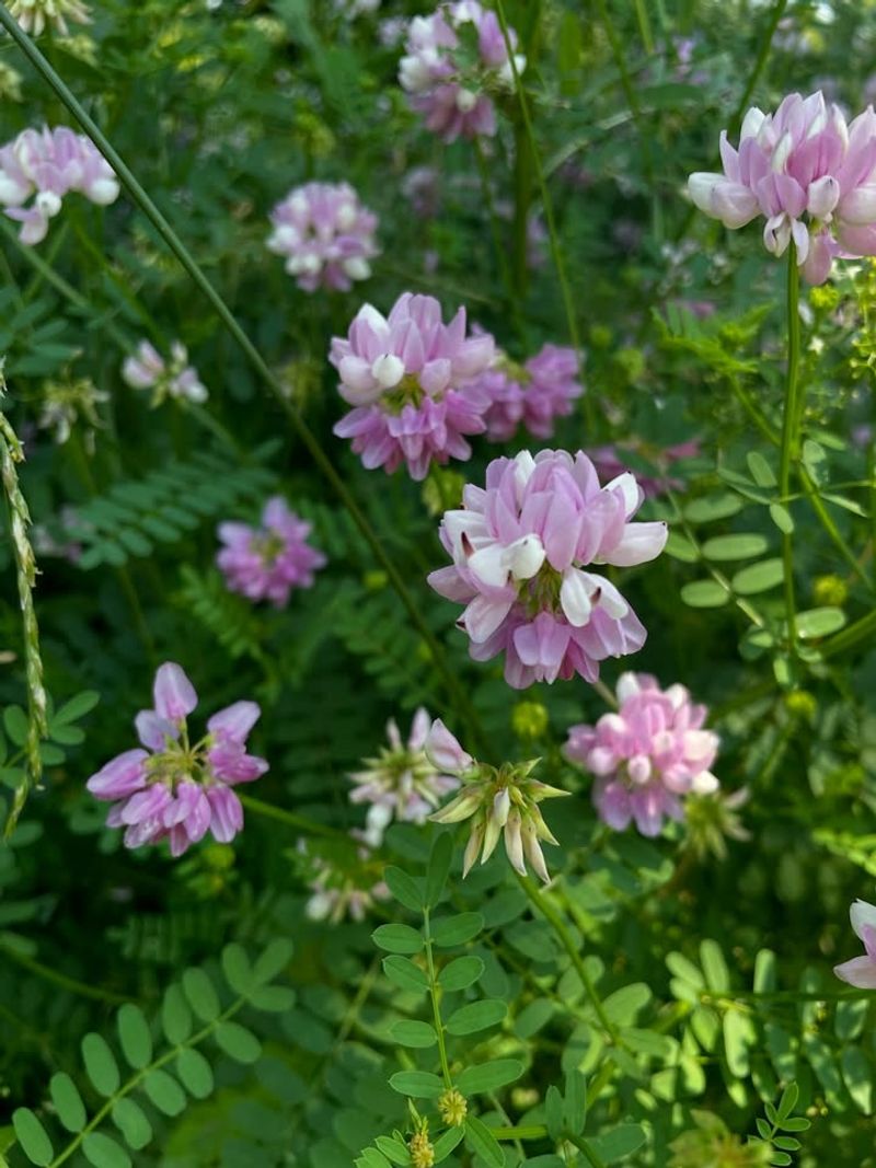 Crown Vetch