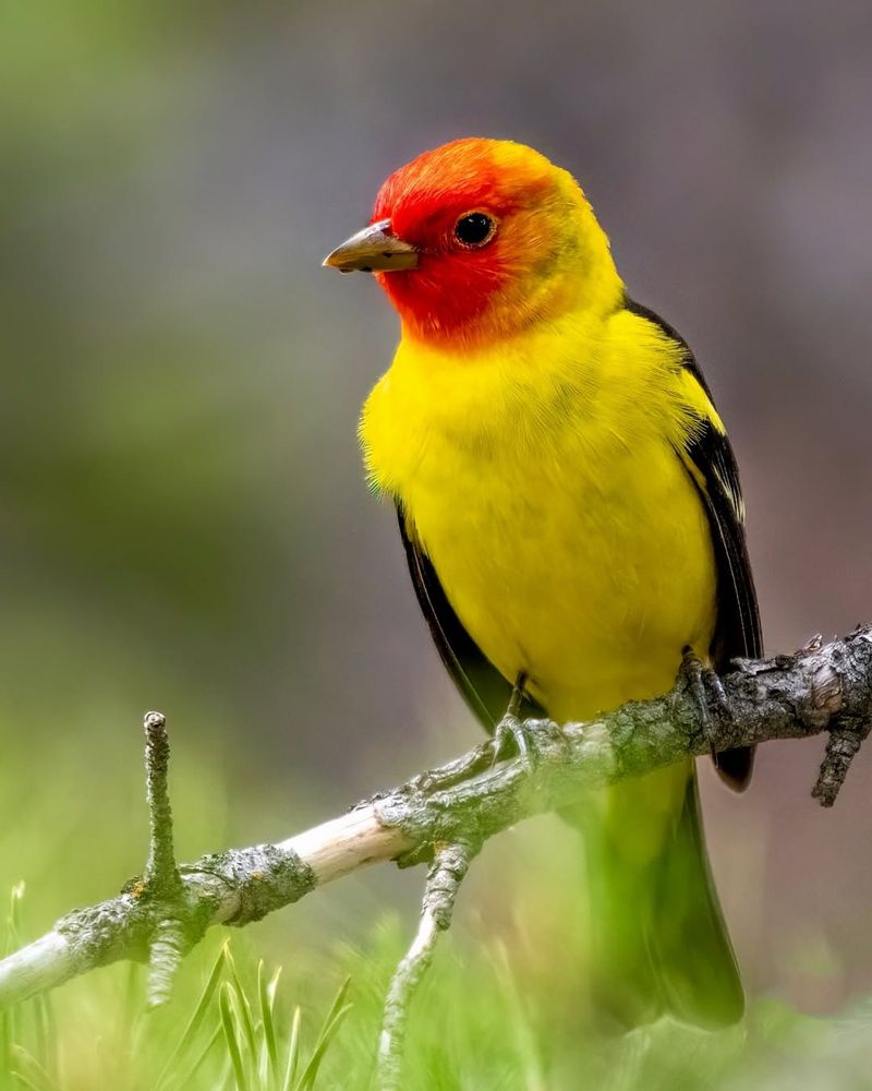 Western Tanager Among Fruit Trees