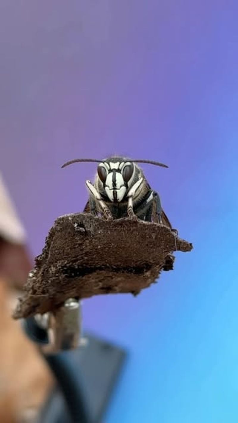 Bald-Faced Hornet