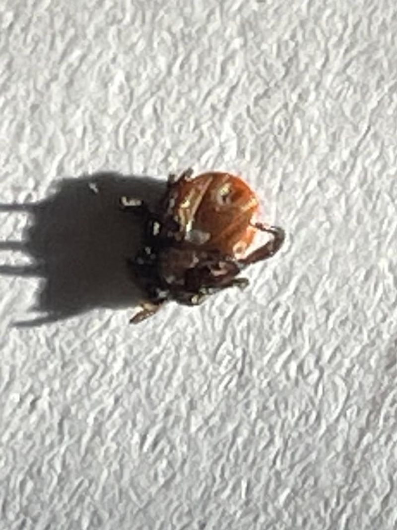 Deer Ticks