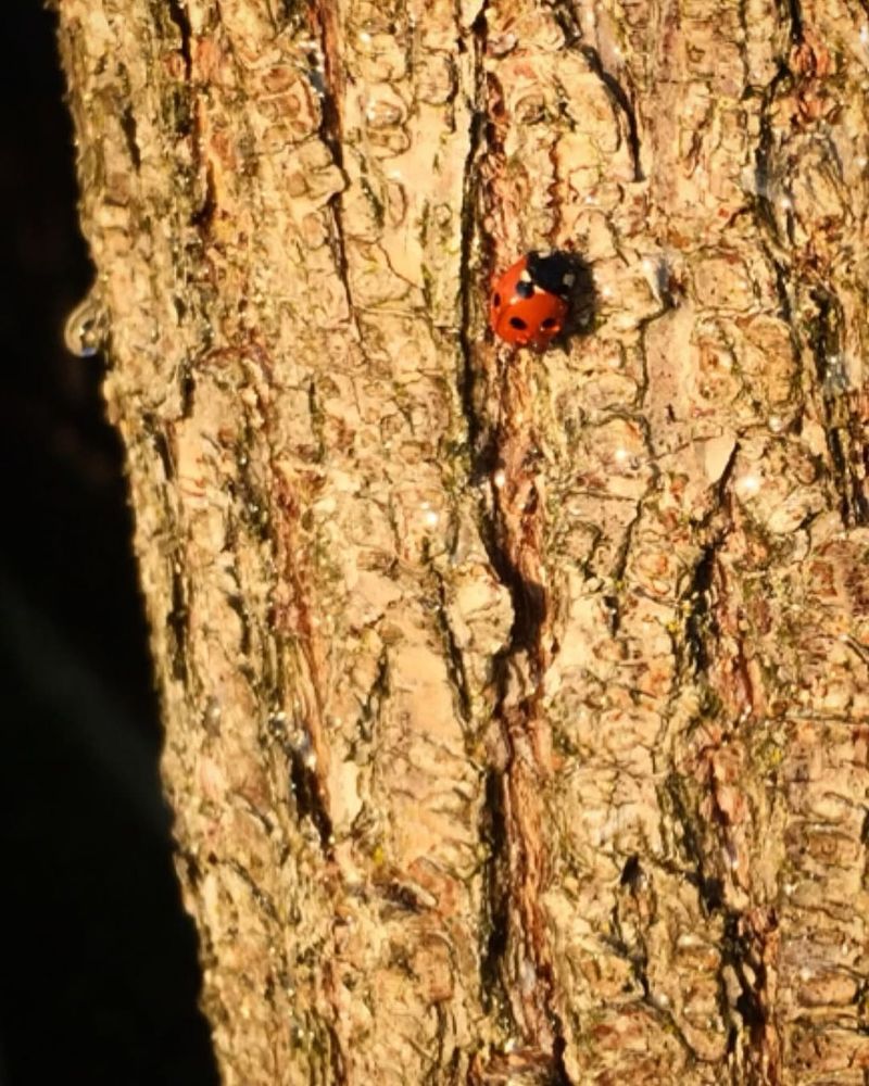 Insect Populations Thrive in Bark Crevices