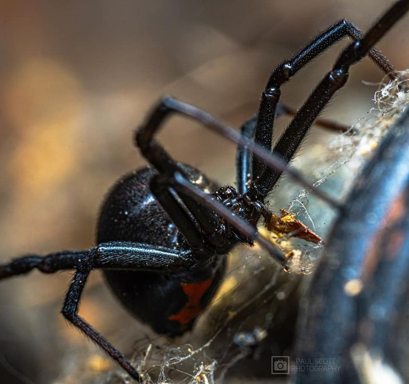 Western Black Widow