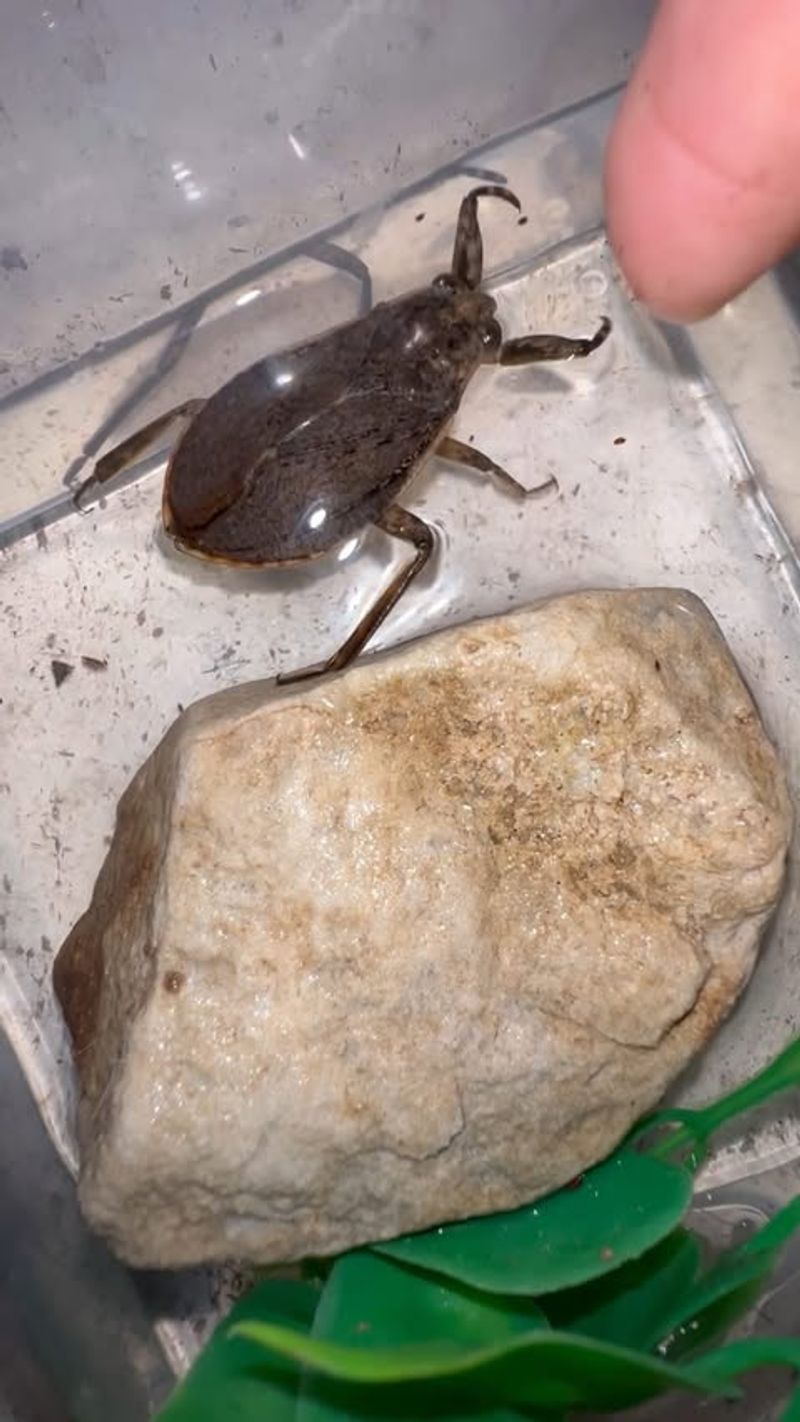 Giant Water Bug