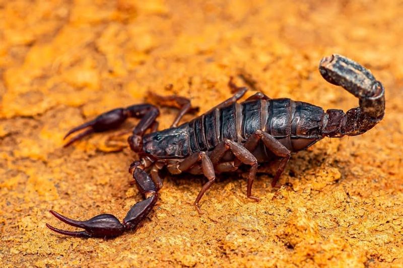 Southern Devil Scorpion: The Unexpected Stinger