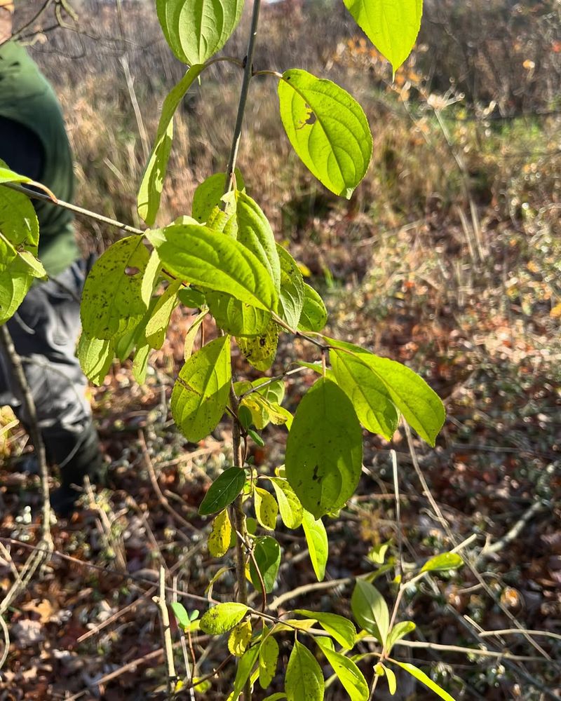 Common Buckthorn