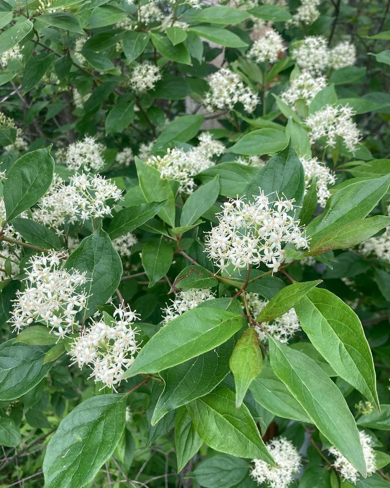 Gray Dogwood (Cornus racemosa)