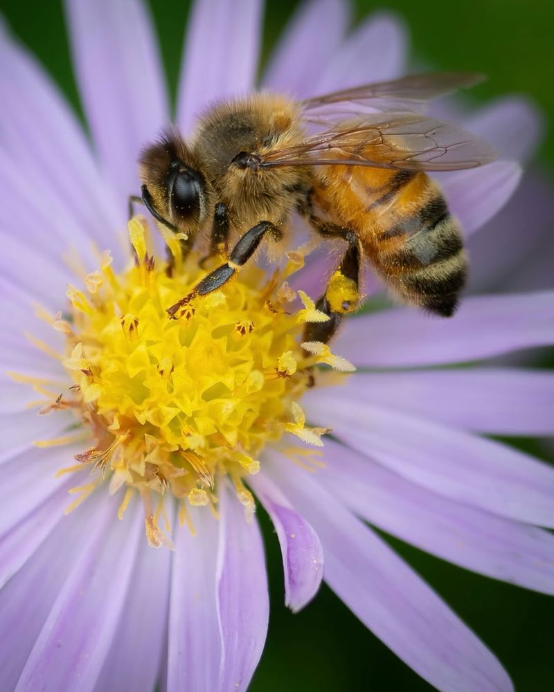Western Honey Bee