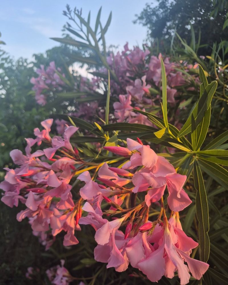Oleander