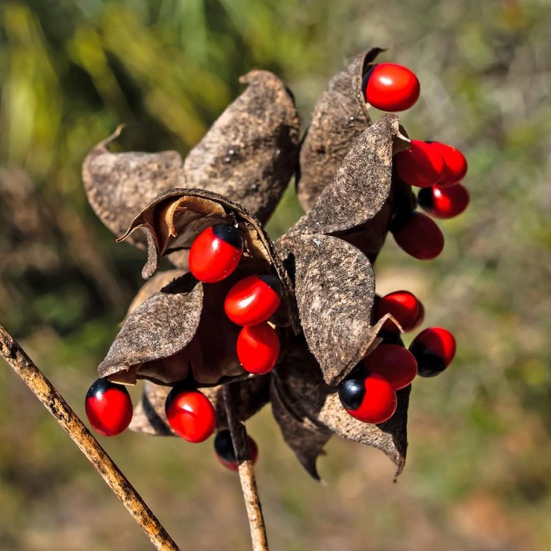 Rosary Pea Seeds