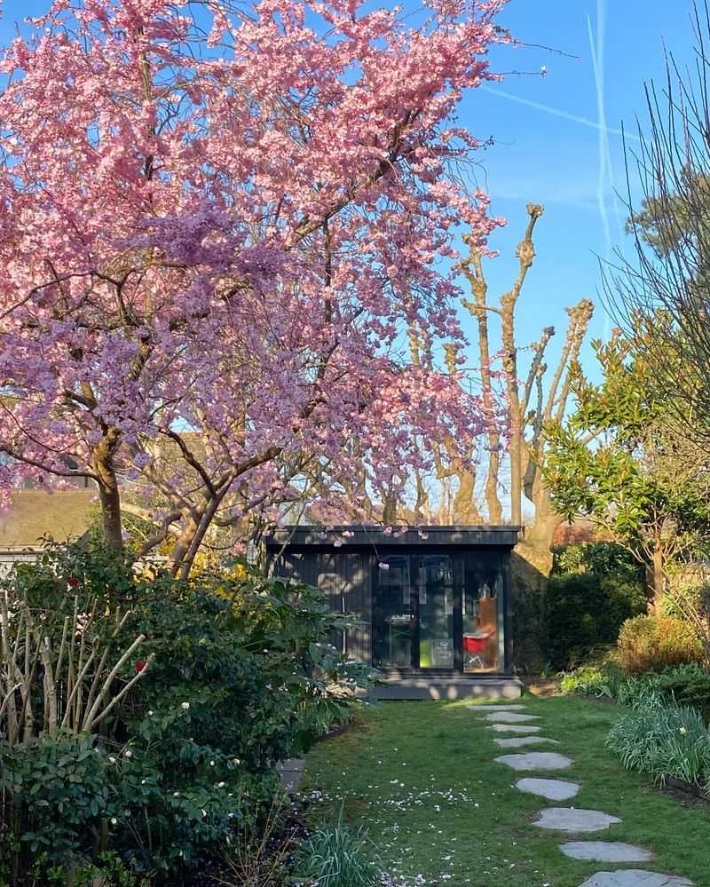 Cherry Trees