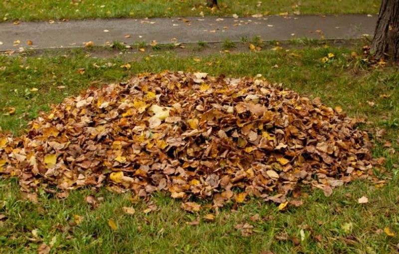 Natural Leaf Fall Isn't Considered A Nuisance