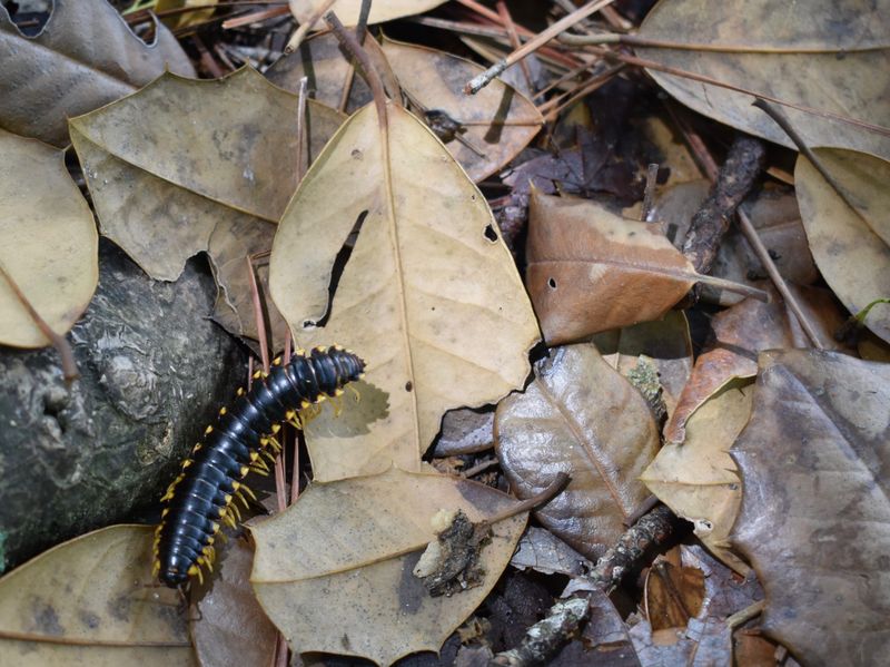 Pests Are Moving Into The Piles