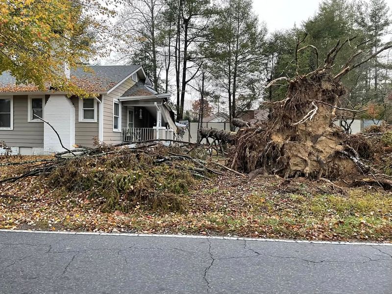 Damage From Neglected Trees Changes Everything