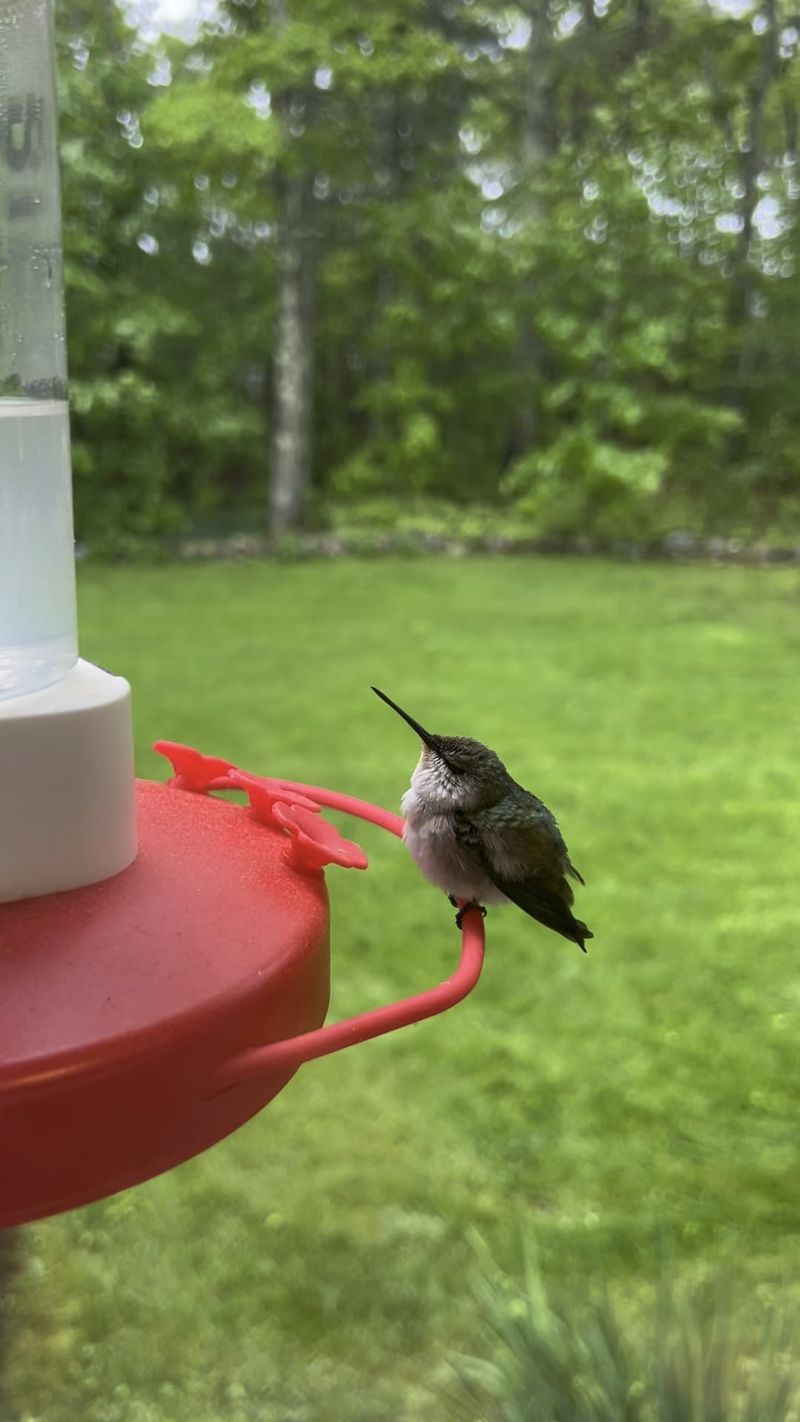Nectar Starts Clouding Up Quickly