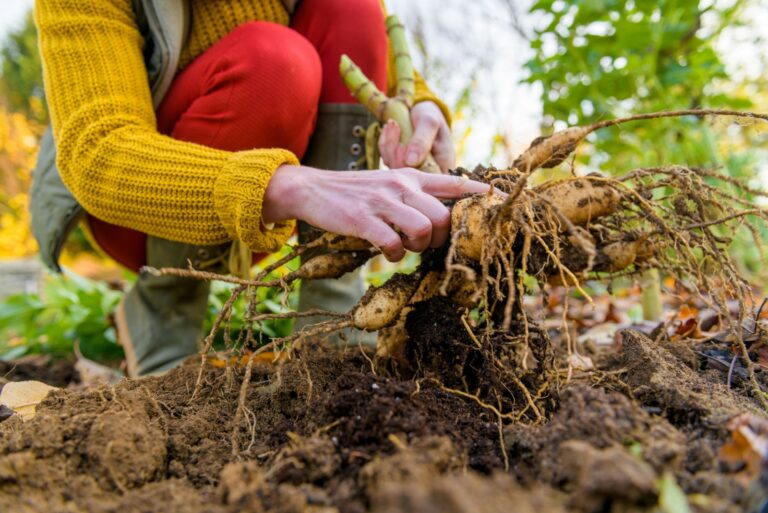 Woman digging up dahlia plant tubers