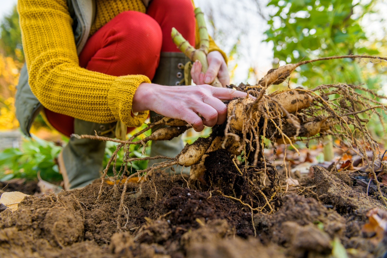 You Might Need To Dig Up Dahlia Tubers This Fall In Wisconsin