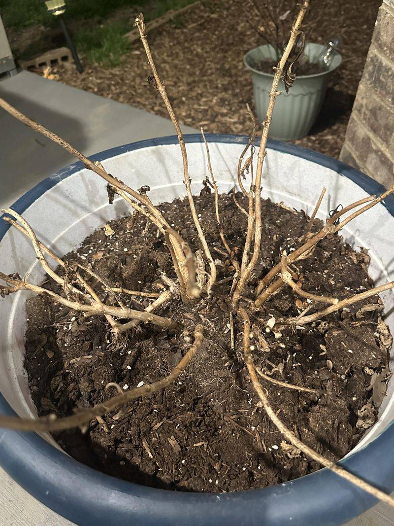 October is Prime Root Development Time