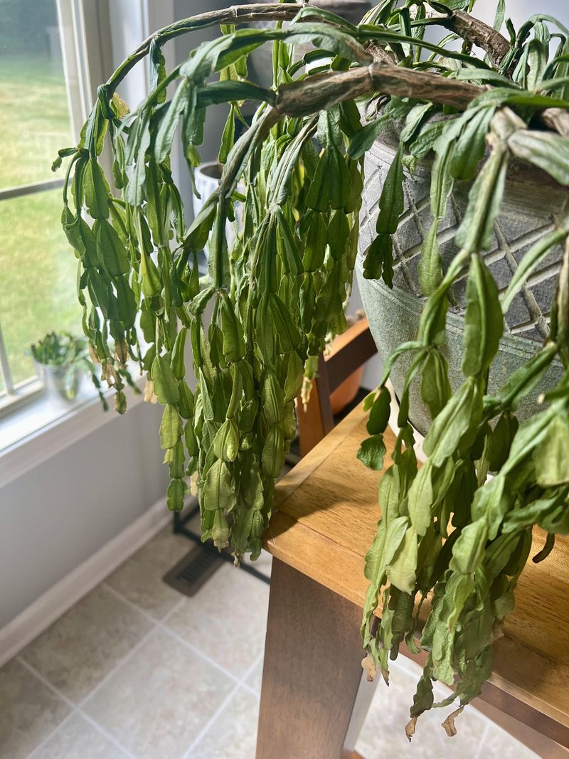 Outdoor Plants Face Increased Rain And Humidity