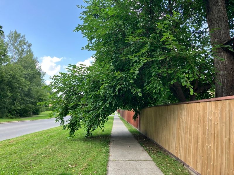 Overhanging Branches Have Different Rules